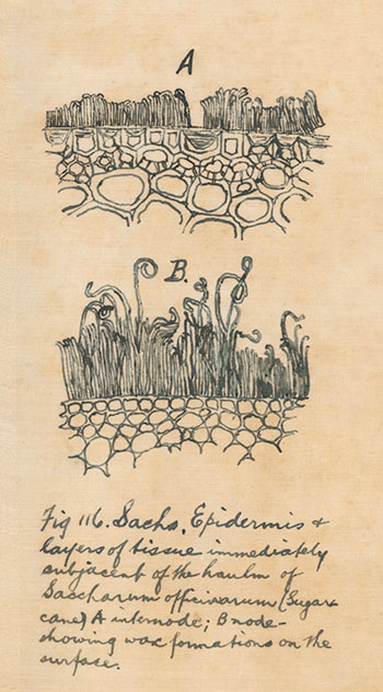 David Shepherd North Collection now available online 